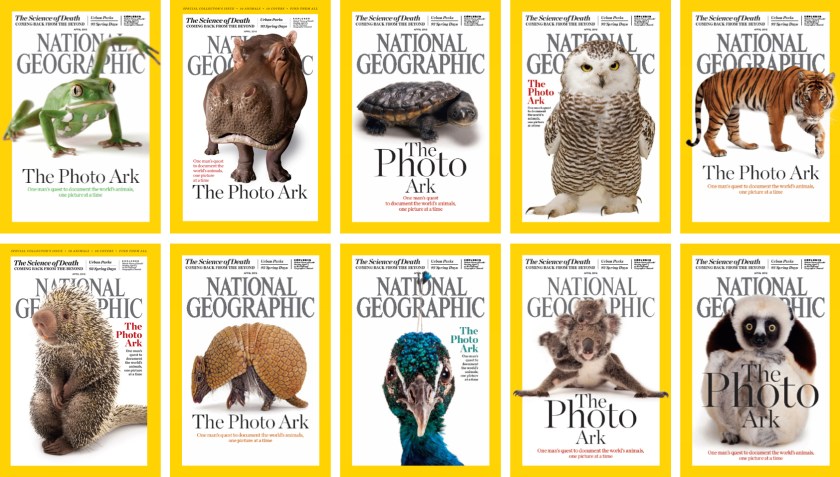 Top row, from left: waxy monkey tree frog, hippopotamus, Reimann’s snake-necked turtle, snowy owl, Malayan tiger. Bottom row, from left: Brazilian porcupine, southern three-banded armadillo, Indian peafowl, mother and baby koalas, Coquerel’s sifaka. (National Geographic)