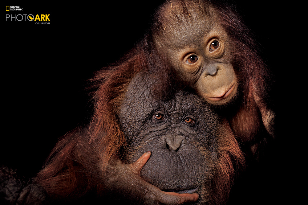 PERMITTED USE: This image may be downloaded or is otherwise provided at no charge for one-time use for coverage or promotion of National Geographic magazine dated April 2016 and exclusively in conjunction thereof. No copying, distribution or archiving permitted. Sub-licensing, sale or resale is prohibited. REQUIRED CREDIT AND CAPTION: All image uses must bear the copyright notice and be properly credited to the relevant photographer, as shown in this metadata, and must be accompanied by a caption, which makes reference to NGM. Any uses in which the image appears without proper copyright notice, photographer credit and a caption referencing NGM are subject to paid licensing. Mandatory usage requirements: (Please note: you may select 5 branded images for online use and 3 images for print/unbranded) 1. Include mandatory photo credit with each image © Joel Sartore/National Geographic 2. Show the April cover of National Geographic somewhere in the post (credit: National Geographic) unless using only one image 3. Provide a prominent link to natgeo.com/animalquiz at the top of your piece, ahead of the photos 4. Mention that the images are from "the April issue of National Geographic magazine” Bornean orangutan & Bornean/Sumatran orangutan cross (Pongo pygmaeus & Pongo pygmaeus x abeli) at the Houston Zoo.