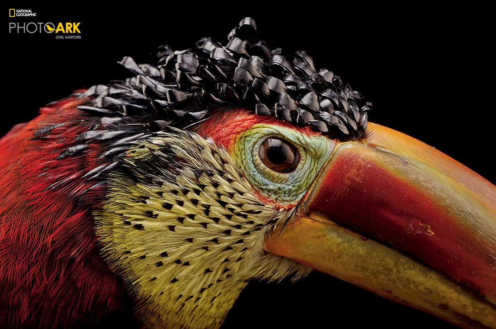 PERMITTED USE: This image may be downloaded or is otherwise provided at no charge for one-time use for coverage or promotion of National Geographic magazine dated April 2016 and exclusively in conjunction thereof. No copying, distribution or archiving permitted. Sub-licensing, sale or resale is prohibited. REQUIRED CREDIT AND CAPTION: All image uses must bear the copyright notice and be properly credited to the relevant photographer, as shown in this metadata, and must be accompanied by a caption, which makes reference to NGM. Any uses in which the image appears without proper copyright notice, photographer credit and a caption referencing NGM are subject to paid licensing. Mandatory usage requirements: (Please note: you may select 5 branded images for online use and 3 images for print/unbranded) 1. Include mandatory photo credit with each image © Joel Sartore/National Geographic 2. Show the April cover of National Geographic somewhere in the post (credit: National Geographic) unless using only one image 3. Provide a prominent link to natgeo.com/animalquiz at the top of your piece, ahead of the photos 4. Mention that the images are from "the April issue of National Geographic magazine” Curl-crested aracari (Pteroglossus beauharnaesii) at the Dallas World Aquarium.
