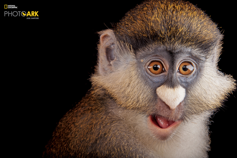 Schmidt's red-tailed monkey (Cercopithecus ascanius schmidti) at the Houston Zoo. (Joel Sartore/National Geographic)