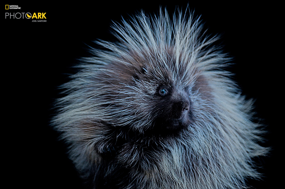 PERMITTED USE: This image may be downloaded or is otherwise provided at no charge for one-time use for coverage or promotion of National Geographic magazine dated April 2016 and exclusively in conjunction thereof. No copying, distribution or archiving permitted. Sub-licensing, sale or resale is prohibited. REQUIRED CREDIT AND CAPTION: All image uses must bear the copyright notice and be properly credited to the relevant photographer, as shown in this metadata, and must be accompanied by a caption, which makes reference to NGM. Any uses in which the image appears without proper copyright notice, photographer credit and a caption referencing NGM are subject to paid licensing. Mandatory usage requirements: (Please note: you may select 5 branded images for online use and 3 images for print/unbranded) 1. Include mandatory photo credit with each image © Joel Sartore/National Geographic 2. Show the April cover of National Geographic somewhere in the post (credit: National Geographic) unless using only one image 3. Provide a prominent link to natgeo.com/animalquiz at the top of your piece, ahead of the photos 4. Mention that the images are from "the April issue of National Geographic magazine” North American porcupine (Erethizon dorsatum) at the Great Plains Zoo, South Dakota.