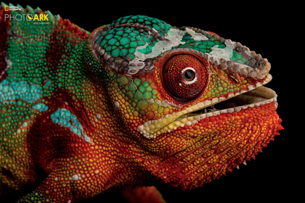 PERMITTED USE: This image may be downloaded or is otherwise provided at no charge for one-time use for coverage or promotion of National Geographic magazine dated April 2016 and exclusively in conjunction thereof. No copying, distribution or archiving permitted. Sub-licensing, sale or resale is prohibited. REQUIRED CREDIT AND CAPTION: All image uses must bear the copyright notice and be properly credited to the relevant photographer, as shown in this metadata, and must be accompanied by a caption, which makes reference to NGM. Any uses in which the image appears without proper copyright notice, photographer credit and a caption referencing NGM are subject to paid licensing. Mandatory usage requirements: (Please note: you may select 5 branded images for online use and 3 images for print/unbranded) 1. Include mandatory photo credit with each image © Joel Sartore/National Geographic 2. Show the April cover of National Geographic somewhere in the post (credit: National Geographic) unless using only one image 3. Provide a prominent link to natgeo.com/animalquiz at the top of your piece, ahead of the photos 4. Mention that the images are from "the April issue of National Geographic magazine” Panther chameleon (Furcifer pardalis) at the Dallas World Aquarium.