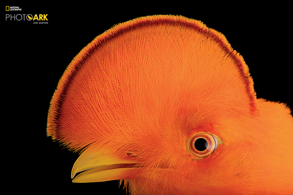 Guianan Cock of the Rock (Rupicola rupicola) at the Dallas World Aquarium. (Joel Sartore/National Geographic)