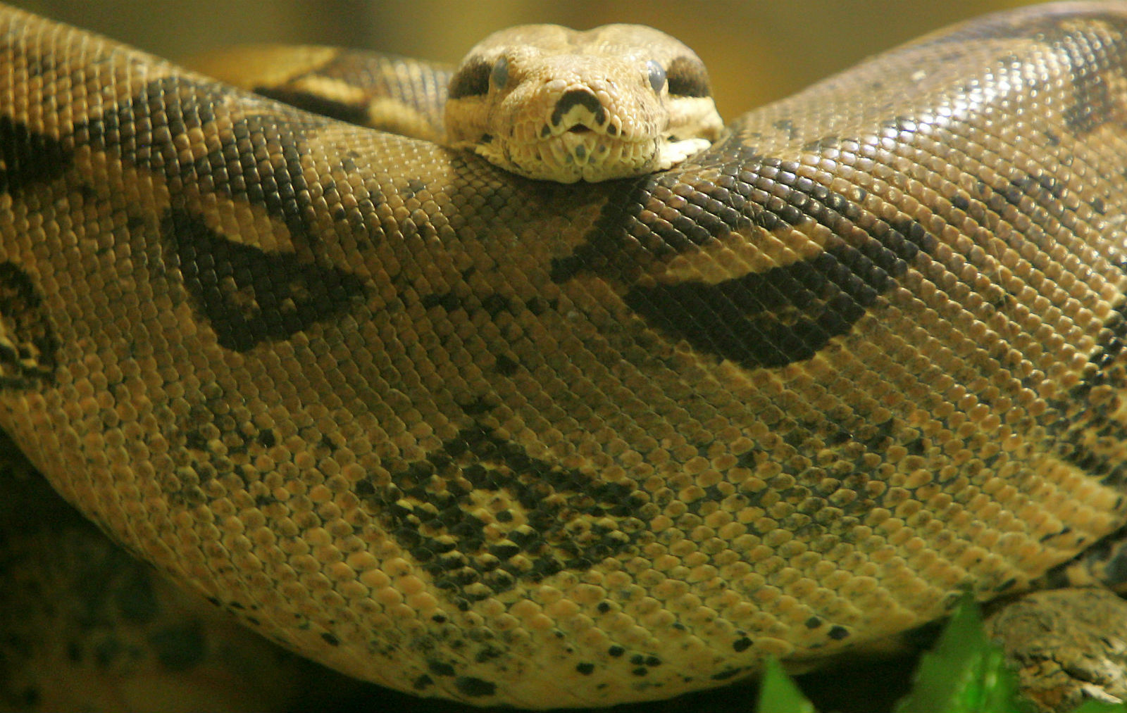 Python