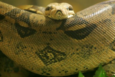 Python