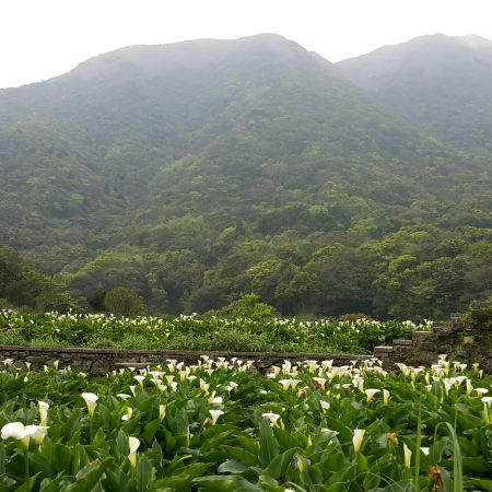 Taipei Lilly Picking Outing