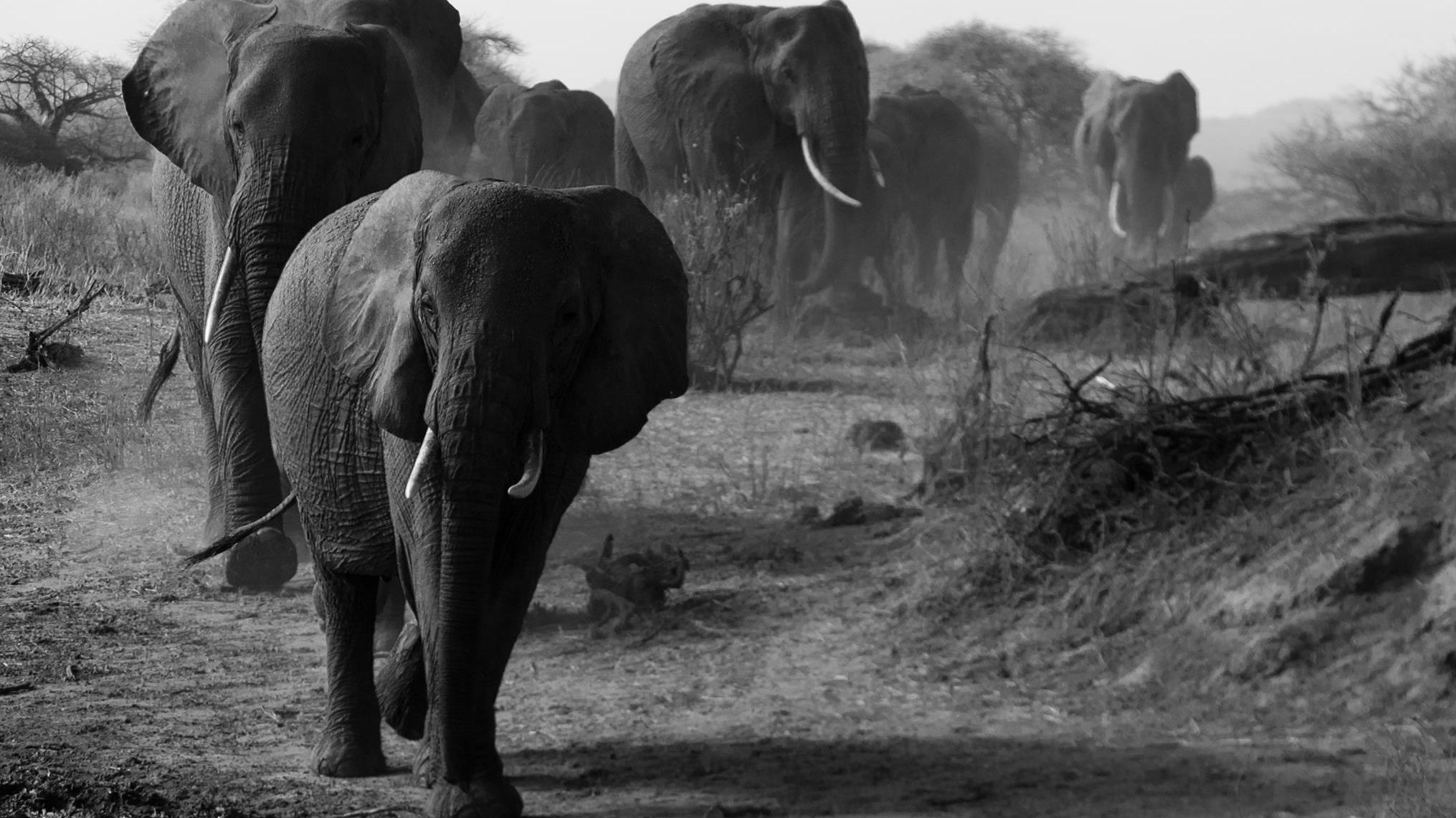 (Dorobo Tours and Safaris)
