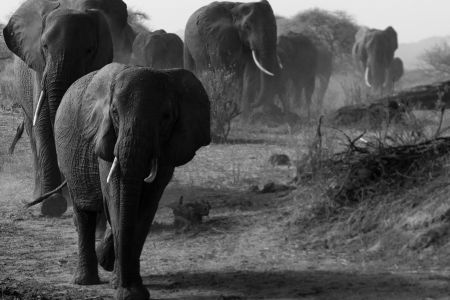 (Dorobo Tours and Safaris)