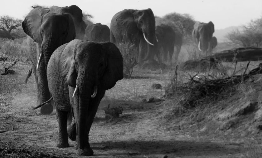 (Dorobo Tours and Safaris)
