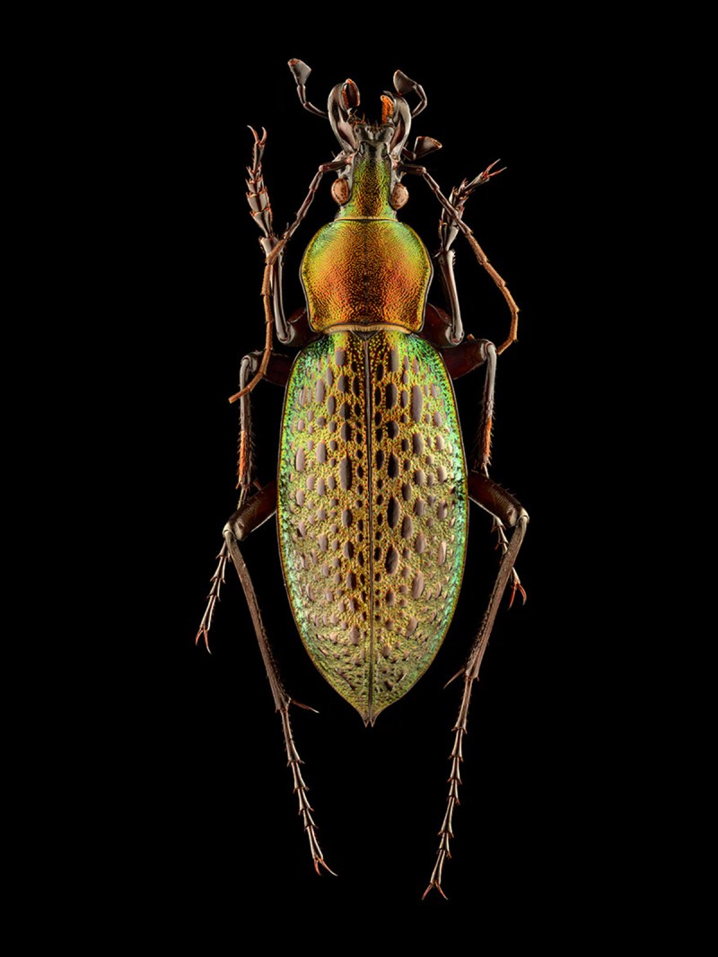 Microsculpture