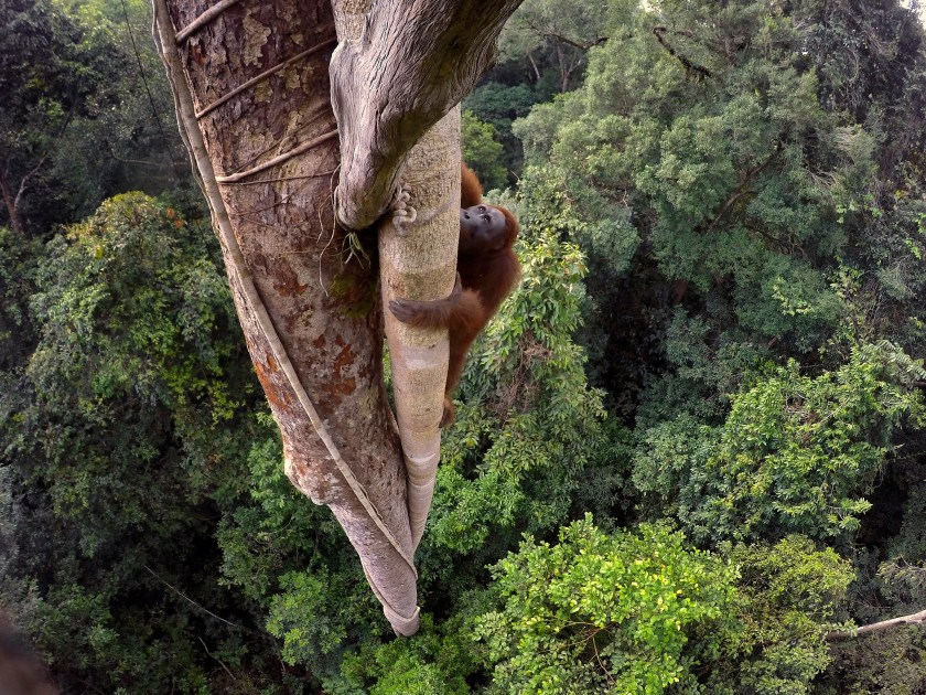 DCIM101GOPROG0051611. World Press Photo 2016 Contest