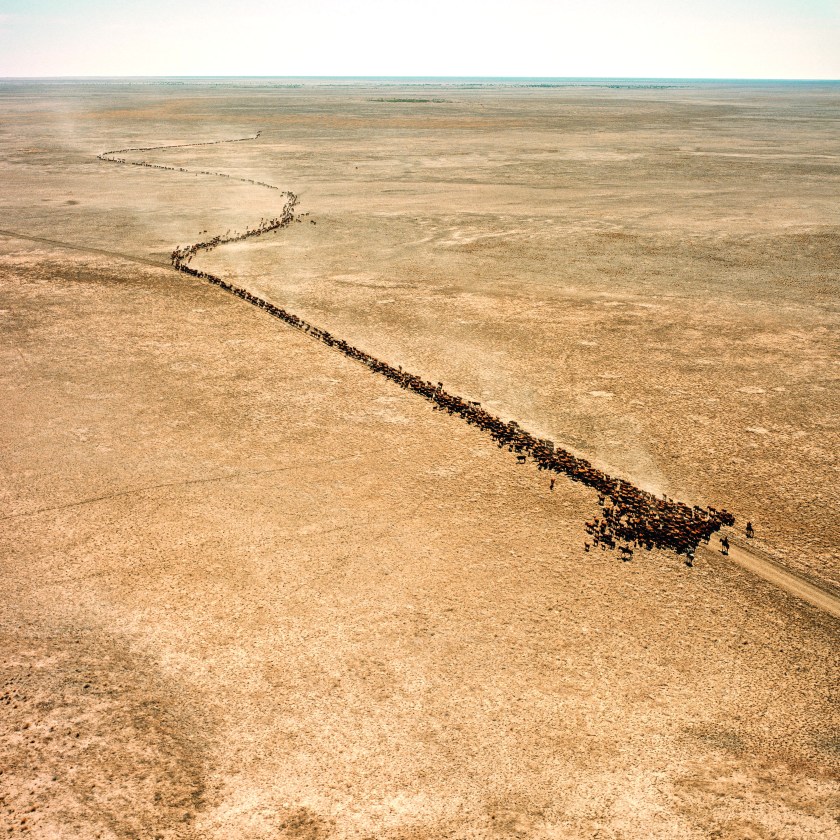 Mustering on Barkly Tableland. (Balls and Bulldust by Hakan Ludwigson, publishd by Steidl)