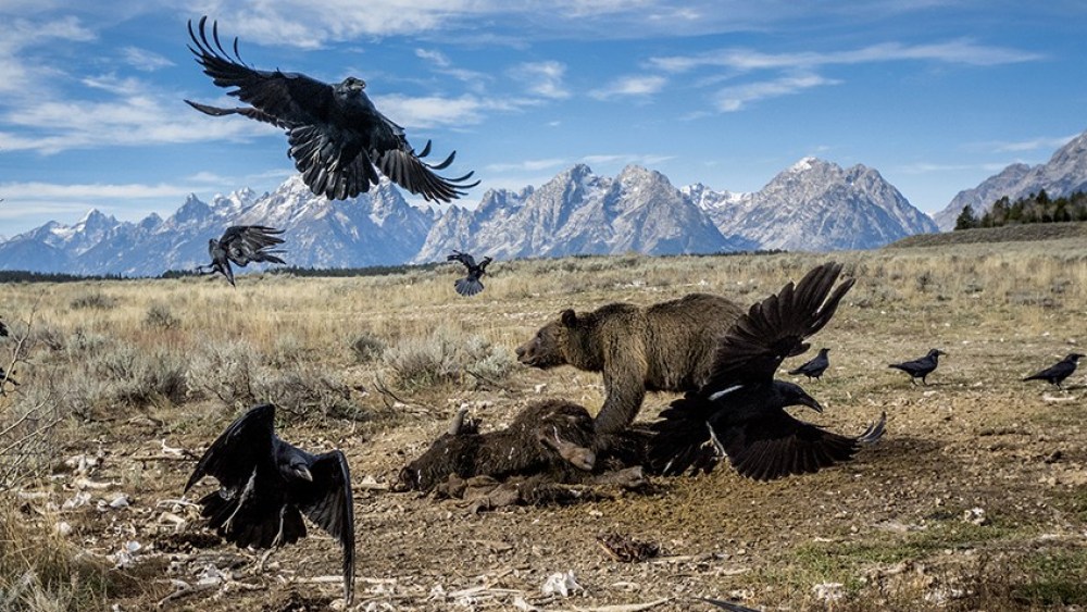 PERMITTED USE: This image may be downloaded or is otherwise provided at no charge for one-time use for coverage or promotion of National Geographic magazine dated May 2016 and exclusively in conjunction thereof. No copying, distribution or archiving permitted. Sublicensing, sale or resale is prohibited. REQUIRED CREDIT AND CAPTION: All image uses must bear the copyright notice and be properly credited to the relevant photographer, as shown in this metadata, and must be accompanied by a caption, which makes reference to NGM. Any uses in which the image appears without proper copyright notice, photographer credit and a caption referencing NGM are subject to paid licensing. Mandatory usage requirements: Mandatory usage requirements: (Please note: you may select XX branded images for online use and XX images for print/unbranded) (it is okay to leave the XX's typically it would be 5 online and 3 for print, but this issue is not being set up as we typically would since the whole issue is devoted to one topic) (Anna will include this language in the body of text in the emails she sends and will populate the XX's then) 1. Include mandatory photo credit with each image ©Photographer name/National Geographic2. Show the May cover of National Geographic somewhere in the post (credit: National Geographic) unless using only one image3. Provide a prominent link to: (Anna will give you a link) at the top of your piece, ahead of the photos4. Mention that the images are from "the May issue of National Geographic magazine”