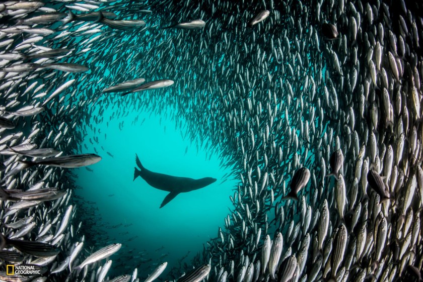 PRISTINE SEAS: GALAPAGOS PERMITTED USE: These images may be downloaded or are otherwise provided at no charge for one-time use for coverage or promotion of National Geographic Pristine Seas. No copying, distribution or archiving permitted. Sublicensing, sale or resale is prohibited. REQUIRED CREDIT: All image uses must be credited to the photographer and reference National Geographic Pristine Seas. Any uses in which the image appears without proper photographer credit and reference to National Geographic Pristine Seas are subject to paid licensing. You MUST follow these requirements if using the images:1. Include mandatory photo credit with each image: Photo by Enric Sala/National Geographic 2: Provide a prominent link for online use to: pristineseas.org3. Mention that the images are "from National Geographic Pristine Seas.” A Galapagos sea lion chases a large school of Salema fish off Isabela Island