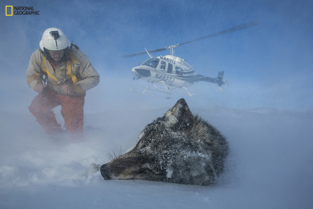 PERMITTED USE: This image may be downloaded or is otherwise provided at no charge for one-time use for coverage or promotion of National Geographic magazine dated May 2016 and exclusively in conjunction thereof. No copying, distribution or archiving permitted. Sublicensing, sale or resale is prohibited. REQUIRED CREDIT AND CAPTION: All image uses must bear the copyright notice and be properly credited to the relevant photographer, as shown in this metadata, and must be accompanied by a caption, which makes reference to NGM. Any uses in which the image appears without proper copyright notice, photographer credit and a caption referencing NGM are subject to paid licensing. Mandatory usage requirements: Mandatory usage requirements: (Please note: you may select XX branded images for online use and XX images for print/unbranded) (it is okay to leave the XX's typically it would be 5 online and 3 for print, but this issue is not being set up as we typically would since the whole issue is devoted to one topic) (Anna will include this language in the body of text in the emails she sends and will populate the XX's then) 1. Include mandatory photo credit with each image ©Photographer name/National Geographic2. Show the May cover of National Geographic somewhere in the post (credit: National Geographic) unless using only one image3. Provide a prominent link to: (Anna will give you a link) at the top of your piece, ahead of the photos4. Mention that the images are from "the May issue of National Geographic magazine”