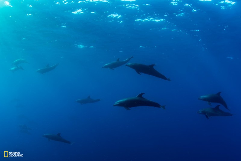 PRISTINE SEAS: GALAPAGOS PERMITTED USE: These images may be downloaded or are otherwise provided at no charge for one-time use for coverage or promotion of National Geographic Pristine Seas. No copying, distribution or archiving permitted. Sublicensing, sale or resale is prohibited. REQUIRED CREDIT: All image uses must be credited to the photographer and reference National Geographic Pristine Seas. Any uses in which the image appears without proper photographer credit and reference to National Geographic Pristine Seas are subject to paid licensing. You MUST follow these requirements if using the images:1. Include mandatory photo credit with each image: Photo by Enric Sala/National Geographic 2: Provide a prominent link for online use to: pristineseas.org3. Mention that the images are "from National Geographic Pristine Seas.” As the Pristine Seas divers rose from the depths around Wolf Island and paused to let the compressed nitrogen slowly dissolve in their bloodstream, a pod of bottlenose dolphins came to visit. Studies of beached whales and other marine mammals suggest that even these natural divers can suffer decompression sickness, or the bends, if they rise too quickly from too great a depth.