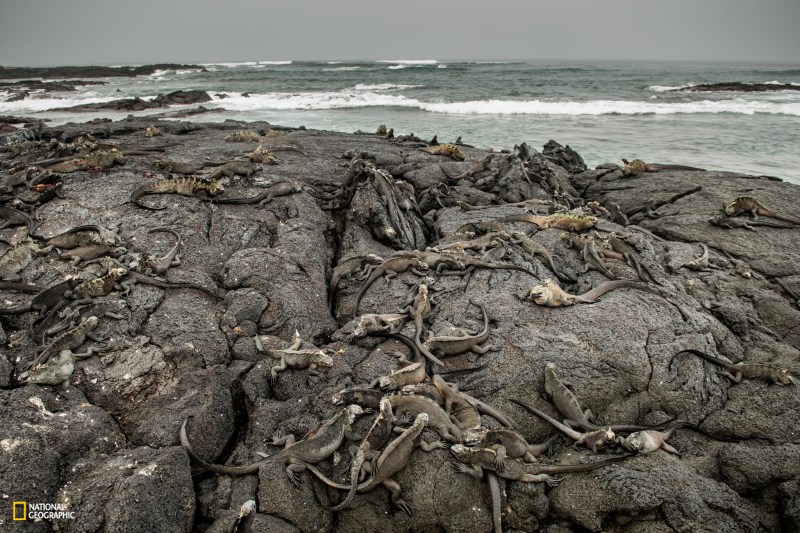 RISTINE SEAS: GALAPAGOS PERMITTED USE: These images may be downloaded or are otherwise provided at no charge for one-time use for coverage or promotion of National Geographic Pristine Seas. No copying, distribution or archiving permitted. Sublicensing, sale or resale is prohibited. REQUIRED CREDIT: All image uses must be credited to the photographer and reference National Geographic Pristine Seas. Any uses in which the image appears without proper photographer credit and reference to National Geographic Pristine Seas are subject to paid licensing. You MUST follow these requirements if using the images:1. Include mandatory photo credit with each image: Photo by Enric Sala/National Geographic 2: Provide a prominent link for online use to: pristineseas.org3. Mention that the images are "from National Geographic Pristine Seas.” Being cold-blooded reptiles, marine iguanas must return to the surface not only to breathe but also to warm up and gain the energy to maintain body functions. Before and after their midday diving, they lie in the sun on the sun-warmed rocks, absorbing heat from above and below.