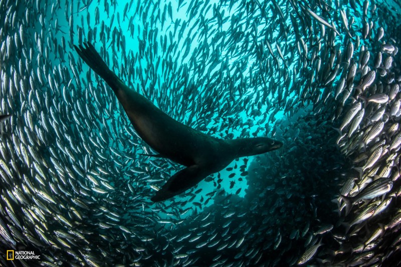 PRISTINE SEAS: GALAPAGOSPERMITTED USE: These images may be downloaded or are otherwise providedat no charge for one-time use for coverage or promotion of National GeographicPristine Seas. No copying, distribution or archiving permitted. Sublicensing, saleor resale is prohibited.REQUIRED CREDIT: All image use must be credited to the photographer andreference National Geographic Pristine Seas. Any use in which the imageappears without proper photographer credit and reference to NationalGeographic Pristine Seas are subject to paid licensing.You MUST follow these requirements if using the images:1. Include mandatory photo credit with each image:Photo by Enric Sala/National Geographic2: Provide a prominent link for online use to: pristineseas.org3. Mention that the images are "from National Geographic Pristine Seas.” A Galapagos sea lion chases a large school of Salema fish off Isabela Island