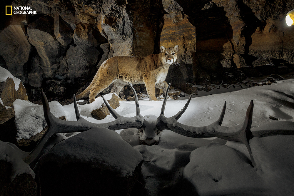 PERMITTED USE: This image may be downloaded or is otherwise provided at no charge for one-time use for coverage or promotion of National Geographic magazine dated May 2016 and exclusively in conjunction thereof. No copying, distribution or archiving permitted. Sublicensing, sale or resale is prohibited. REQUIRED CREDIT AND CAPTION: All image uses must bear the copyright notice and be properly credited to the relevant photographer, as shown in this metadata, and must be accompanied by a caption, which makes reference to NGM. Any uses in which the image appears without proper copyright notice, photographer credit and a caption referencing NGM are subject to paid licensing. Mandatory usage requirements: Mandatory usage requirements: (Please note: you may select XX branded images for online use and XX images for print/unbranded) (it is okay to leave the XX's typically it would be 5 online and 3 for print, but this issue is not being set up as we typically would since the whole issue is devoted to one topic) (Anna will include this language in the body of text in the emails she sends and will populate the XX's then) 1. Include mandatory photo credit with each image ©Photographer name/National Geographic2. Show the May cover of National Geographic somewhere in the post (credit: National Geographic) unless using only one image3. Provide a prominent link to: (Anna will give you a link) at the top of your piece, ahead of the photos4. Mention that the images are from "the May issue of National Geographic magazine”