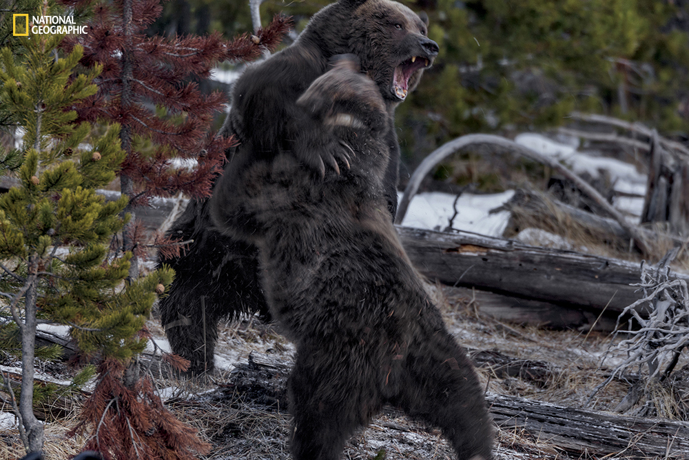 PERMITTED USE: This image may be downloaded or is otherwise provided at no charge for one-time use for coverage or promotion of National Geographic magazine dated May 2016 and exclusively in conjunction thereof. No copying, distribution or archiving permitted. Sublicensing, sale or resale is prohibited. REQUIRED CREDIT AND CAPTION: All image uses must bear the copyright notice and be properly credited to the relevant photographer, as shown in this metadata, and must be accompanied by a caption, which makes reference to NGM. Any uses in which the image appears without proper copyright notice, photographer credit and a caption referencing NGM are subject to paid licensing. Mandatory usage requirements: Mandatory usage requirements: (Please note: you may select XX branded images for online use and XX images for print/unbranded) (it is okay to leave the XX's typically it would be 5 online and 3 for print, but this issue is not being set up as we typically would since the whole issue is devoted to one topic) (Anna will include this language in the body of text in the emails she sends and will populate the XX's then) 1. Include mandatory photo credit with each image ©Photographer name/National Geographic2. Show the May cover of National Geographic somewhere in the post (credit: National Geographic) unless using only one image3. Provide a prominent link to: (Anna will give you a link) at the top of your piece, ahead of the photos4. Mention that the images are from "the May issue of National Geographic magazine”