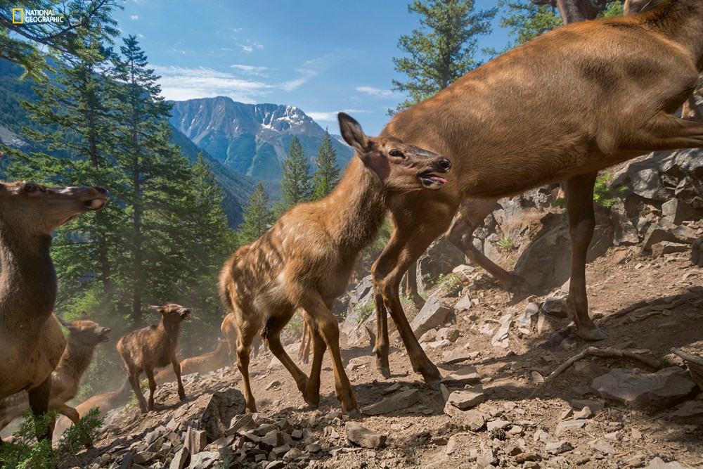 PERMITTED USE: This image may be downloaded or is otherwise provided at no charge for one-time use for coverage or promotion of National Geographic magazine dated May 2016 and exclusively in conjunction thereof. No copying, distribution or archiving permitted. Sublicensing, sale or resale is prohibited. REQUIRED CREDIT AND CAPTION: All image uses must bear the copyright notice and be properly credited to the relevant photographer, as shown in this metadata, and must be accompanied by a caption, which makes reference to NGM. Any uses in which the image appears without proper copyright notice, photographer credit and a caption referencing NGM are subject to paid licensing. Mandatory usage requirements: Mandatory usage requirements: (Please note: you may select XX branded images for online use and XX images for print/unbranded) (it is okay to leave the XX's typically it would be 5 online and 3 for print, but this issue is not being set up as we typically would since the whole issue is devoted to one topic) (Anna will include this language in the body of text in the emails she sends and will populate the XX's then) 1. Include mandatory photo credit with each image ©Photographer name/National Geographic2. Show the May cover of National Geographic somewhere in the post (credit: National Geographic) unless using only one image3. Provide a prominent link to: (Anna will give you a link) at the top of your piece, ahead of the photos4. Mention that the images are from "the May issue of National Geographic magazine”