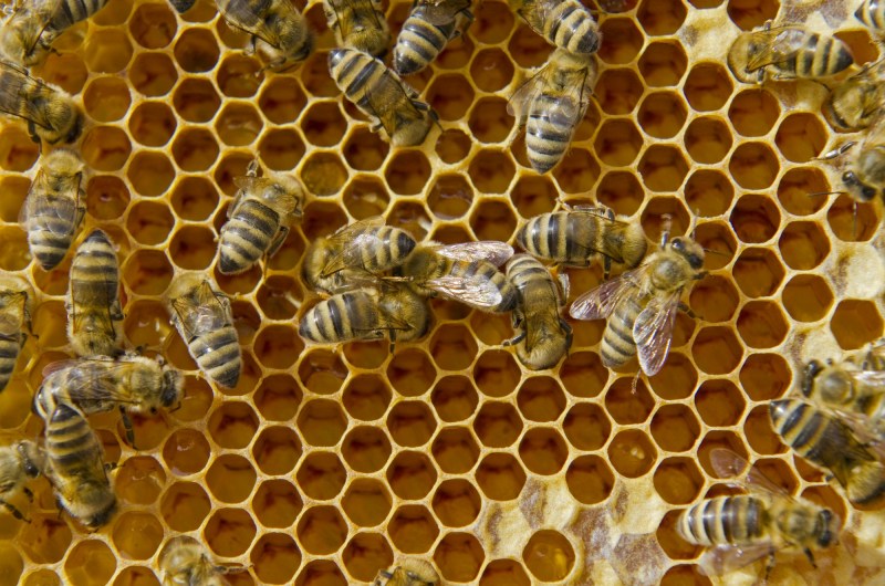 NUERTINGEN, BADEN-WUERTEMBERG, GERMANY - 2012/07/28: Carniolan honey bees (Apis mellifera carnica), a subspecies of the western honey bee, are filling the hexagonal cells of their Honeycomb.. (Photo by Frank Bienewald/LightRocket via Getty Images) Why Nature Prefers Hexagons The geometric rules behind fly eyes, honeycombs, and soap bubbles. http://nautil.us/issue/35/boundaries/why-nature-prefers-hexagons