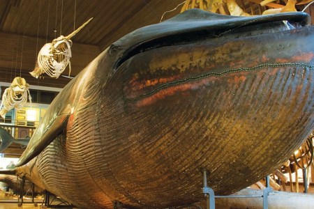 Malm Whale