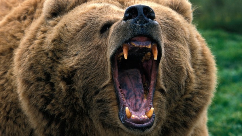Bear Attack