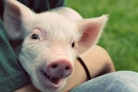 Pig held by man (Getty)