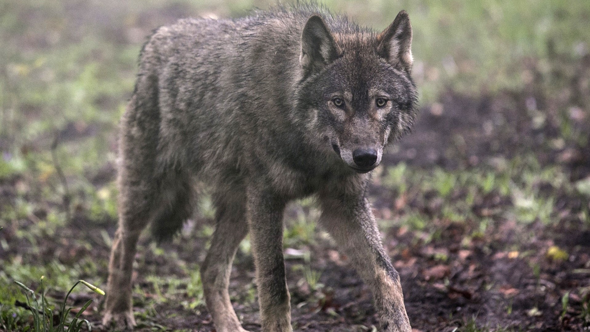 Wolf