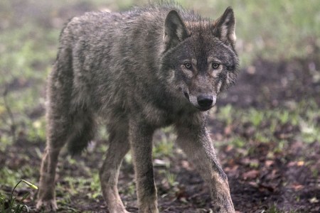 Wolf