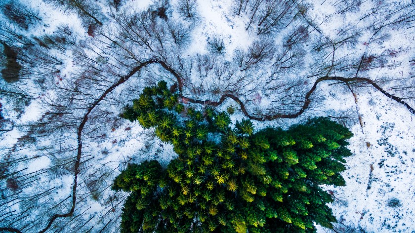 First Place Nature: Kalbyris forest in Denmark (Michael Bernholdt)