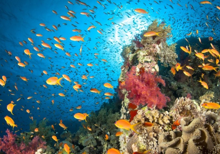 A healthy coral reef thriving with life. Hard corals, soft corals, Anthias fish and lots of others build up a small ecosystem around scattered underwater mounts. Red Sea, Egypt. (Getty)