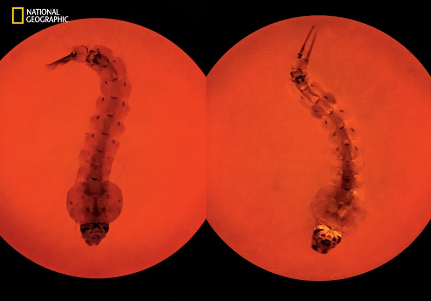 Mosquito larvae in the laboratory of Anthony James at the University of California, Irvine pay witness to how a dreaded disease might be stopped. Both are Anopheles stephensi, a major carrier of the malaria parasite in urban Asia. Using a technique called CRISPR, James has edited a gene in the larva on the right so that the insect cannot transmit the parasite. A fluorescent protein signals that the experiment has worked. Released in the wild, mosquitoes engineered with CRISPR and a tool called gene drive could eventually replace the wild mosquitoes that carry the disease. But too much uncertainty still exists to put such science into practice. (David Liittschwager/National Geographic)
