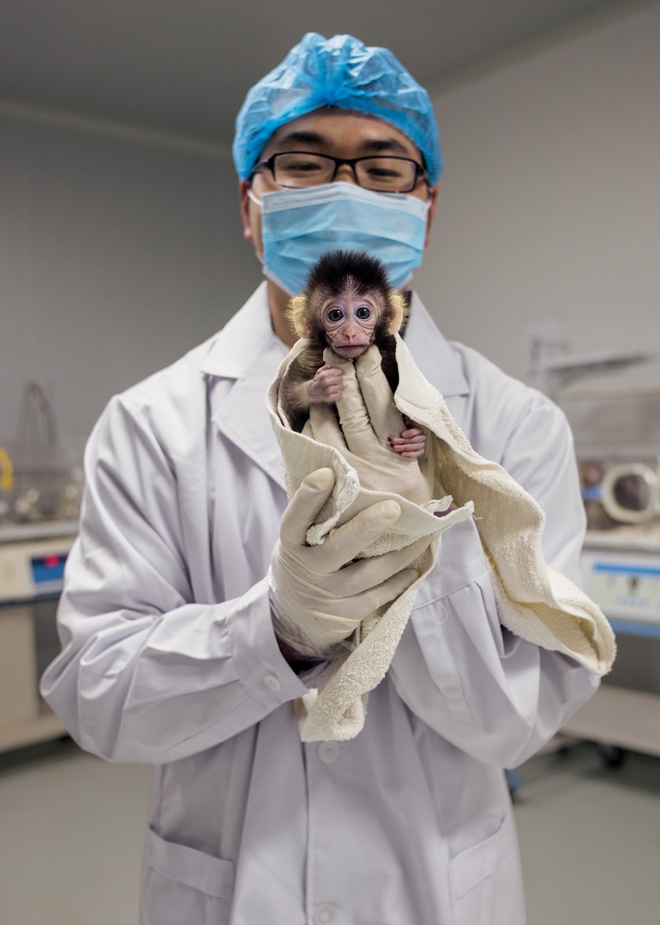 Zhou Yin of the Yunnan Key Laboratory of Primate Biomedical Research in Kunming, China, shows off a young long-tailed macaque raised from a CRISPR- modifed embryo. Dozens of other organisms— including chickens and cattle, mushrooms and wheat, catfish and koi—have been engineered with CRISPR to carry specific genetic traits. Many more will follow. (Greg Girard/National Geographic)