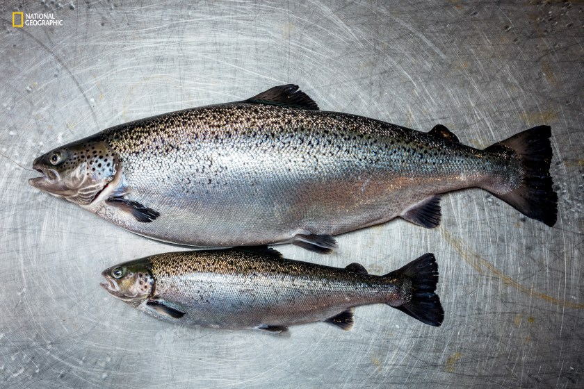 Scientists used conventional genetic engineering to add genetic material from two other sh species to create the AquAdvantage Atlantic salmon (top), which can reach market size twice as fast as its natural counterpart. The sh consumes less feed and can be raised in isolation close to cities, reducing transportation costs and emissions, and eliminating any chance of escape into the wild. While the FDA has approved the sh as entirely safe for consumption, doubts over the safety of transgenic foods persist. In the future, CRISPR- engineered foods, which do not combine genes from different organisms, might find quicker acceptance. (Greg Girard/National Geographic)