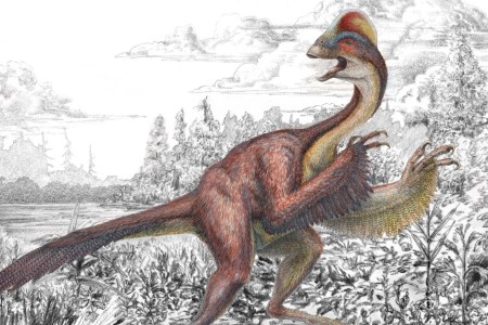 Dinosaur Bird