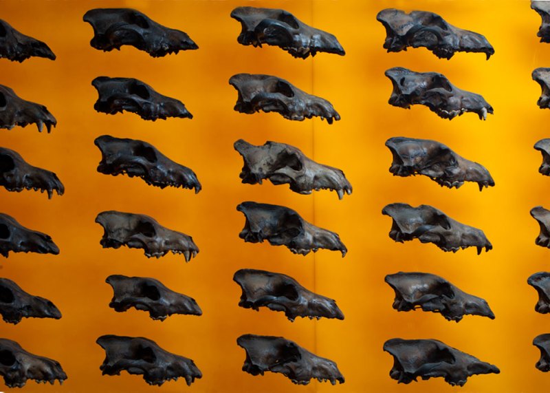 Dire Wolves