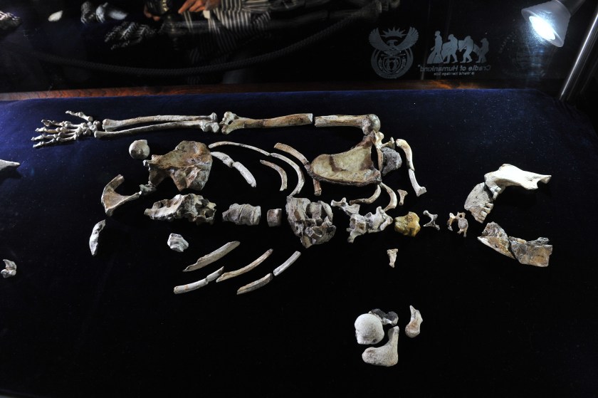 The 'Sediba Fossil', the remains of a hominin discovered by Professor Lee Berger, an American who is a professor at South Africa's University of the Witwatersrand, are displayed during its unveiling in Johannesburg, on September 8, 2011. Until now, the first tool-maker was widely believed to be Homo habilis, based on a set of 21 fossilized hand bones found in Tanzania that date back 1.75 million years. However, a close examination of two partial fossilized skeletons of Au. sediba discovered in South Africa in 2008 and the new Sediba Fossil discovery suggest that these creatures who roamed the Earth 1.9 million years ago were crafting tools even earlier, and could be the first direct ancestor of the Homo species. AFP PHOTO / ALEXANDER JOE (Photo credit should read ALEXANDER JOE/AFP/Getty Images)