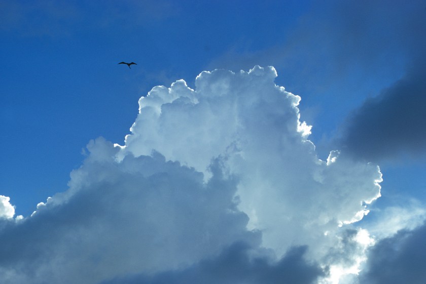 Magnificent frigatebird soaring in updrafts associated with cumulus congestus clouds, Fregata magificens, Mona Island, Mona Passage, Commonwealth of Puerto Rico, USA, (Photo by Wild Horizons/UIG via Getty Images)