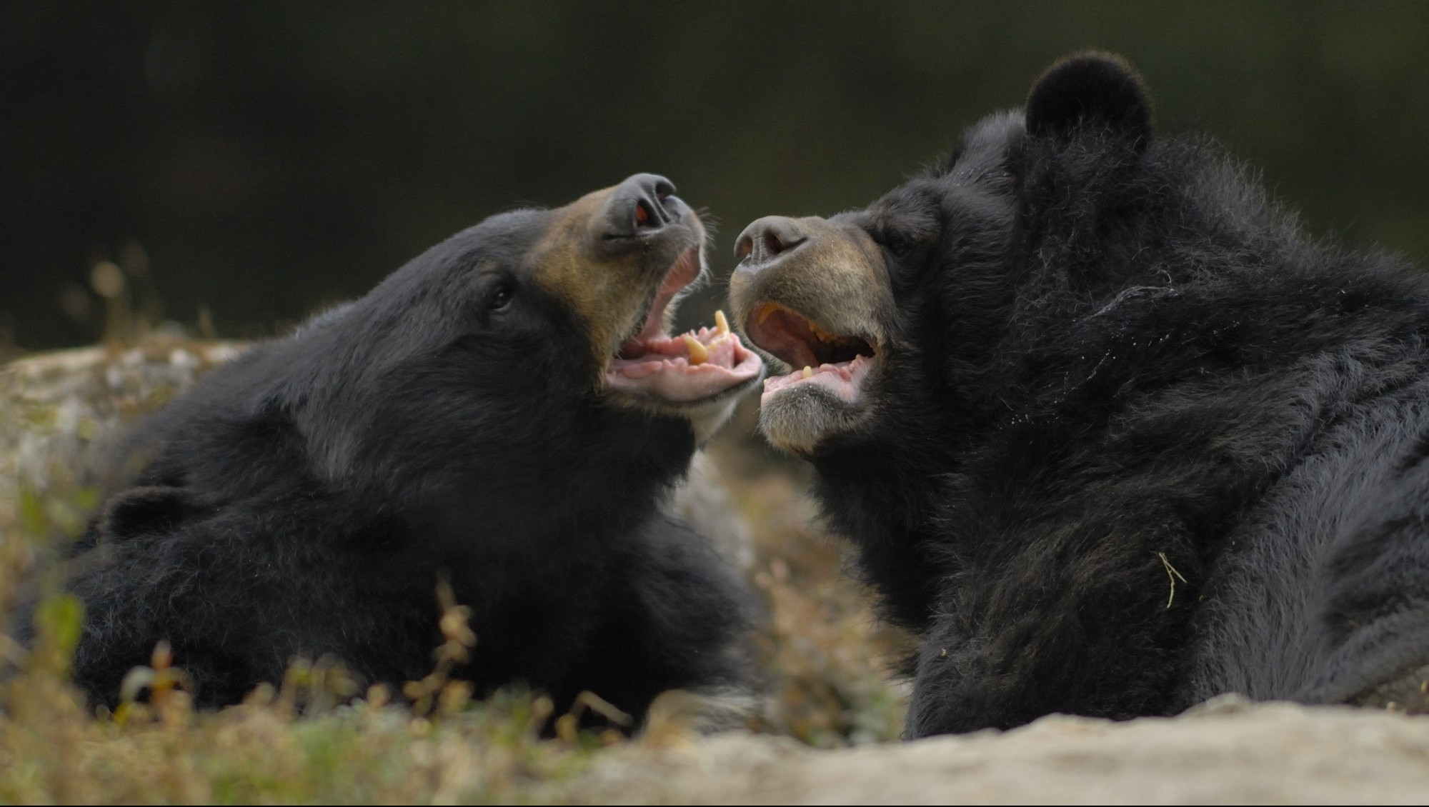 DARJEELING, WEST BENGAL, INDIA - 2007/12/10: Asian Black Bears (Ursus thibetanus) tussle at the Darjeeling Zoo. Formally known as the Padmaja Naidu Himalayan Zoological Park, the Darjeeling Zoo was opened in 1958 to preserve and study Himalayan fauna in the rapidly developing region.. (Photo by Jerry Redfern/LightRocket via Getty Images)