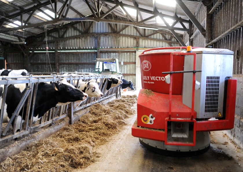 A feeding robot automatically feeds Prim'Holsteins dairy cows in Erbree, western France. (Jeam-Francois Monier/AFP/Getty Images)
