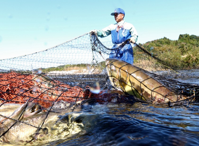 A member of a fisheries cooperative association captures salmon in a traditional net on the Kidogawa river on October 18, 2015 in Naraha, Japan. It was the first time the fishing operations took place since the nuclear disaster at the nearby Fukushima Daiichi Nuclear Power Plant. Authorities gave the green light to shipping Kidogawa river salmon after a survey conducted by the Fukushima prefectural government found that levels of radioactive materials detected in the fish were below the central government's safety standard of 100 becquerels per kilogram. (The Asahi Shimbun via Getty Images)