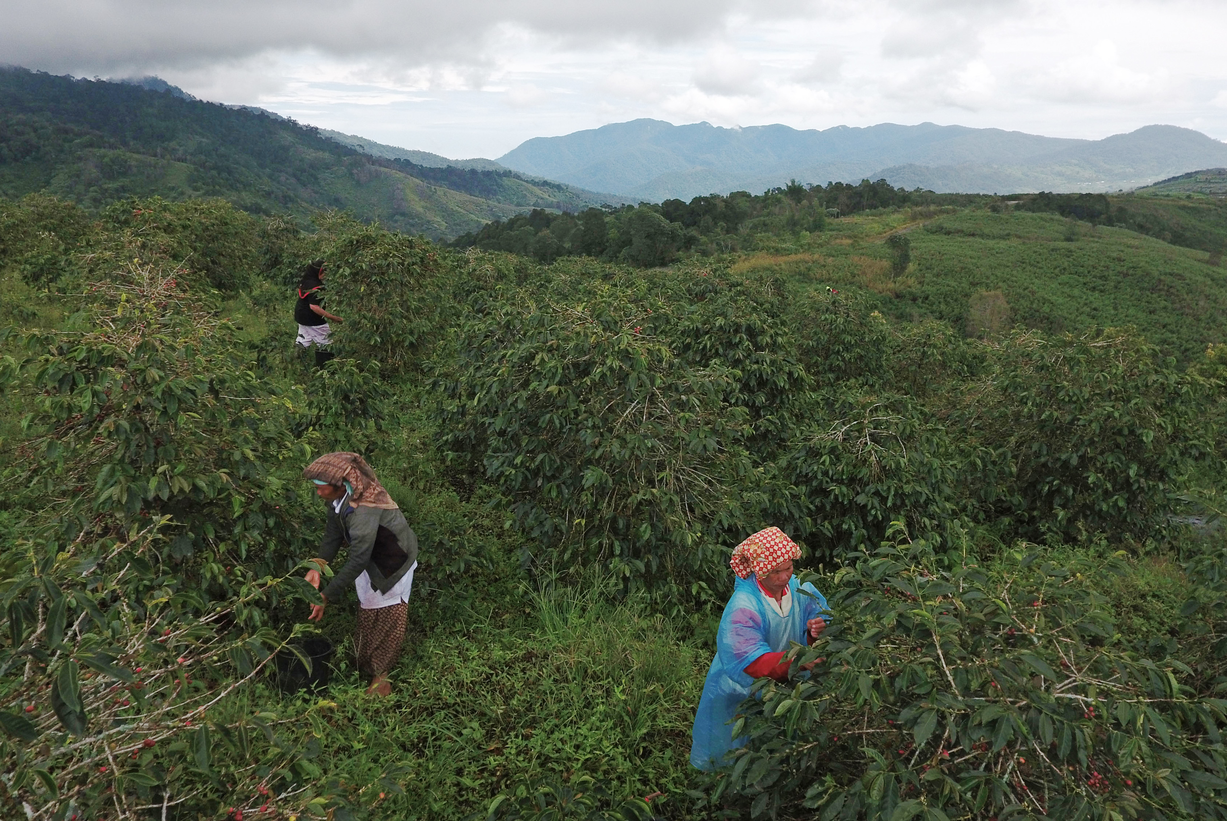 Employees harvest Arabica coffee cherries at the Solok Radjo Cooperative coffee farm in Alahan Panjang, West Sumatra, Indonesia, on Friday, July 15, 2016. Coffee production in Indonesia will probably drop 10 percent this year after dry weather caused by the worst El Nino in almost two decades damaged some crops and delayed the harvest. (Dimas Ardian/Bloomberg via Getty Images)