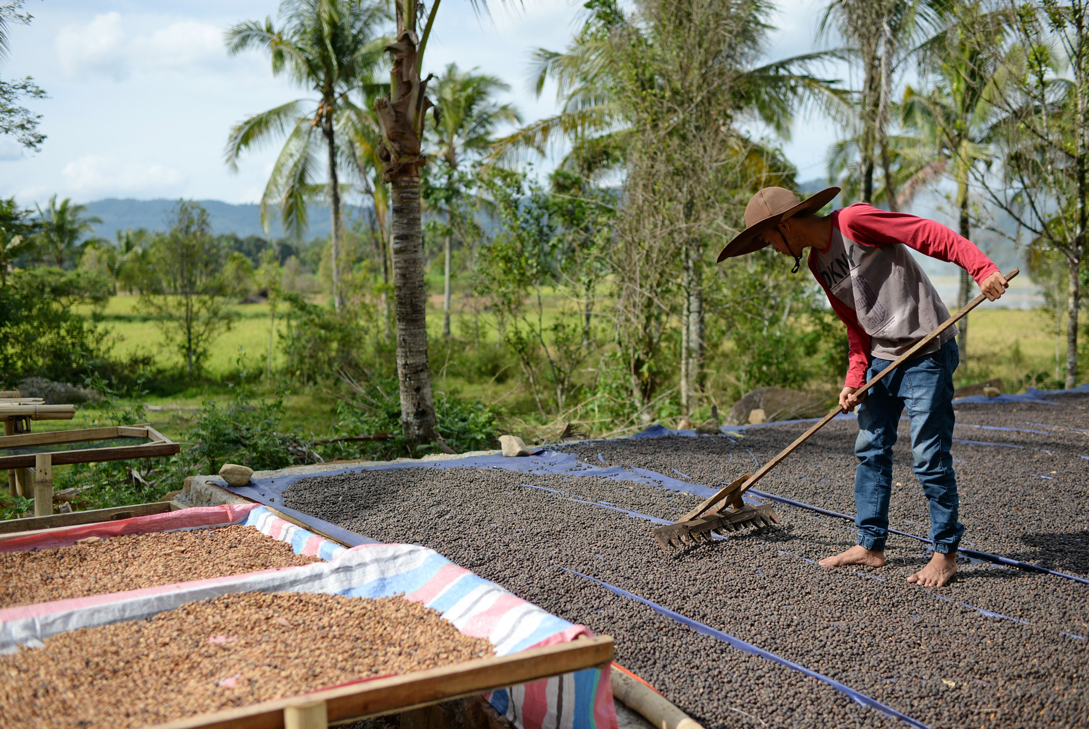 An employee lays out Arabica coffee cherries for drying at the Solok Radjo Cooperative coffee farm in Alahan Panjang, West Sumatra, Indonesia, on Friday, July 15, 2016. Coffee production in Indonesia will probably drop 10 percent this year after dry weather caused by the worst El Nino in almost two decades damaged some crops and delayed the harvest. (Dimas Ardian/Bloomberg via Getty Images)