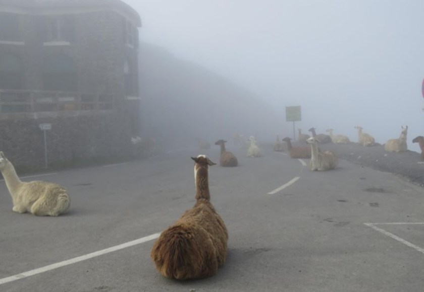 Llamas on Tour de France Course