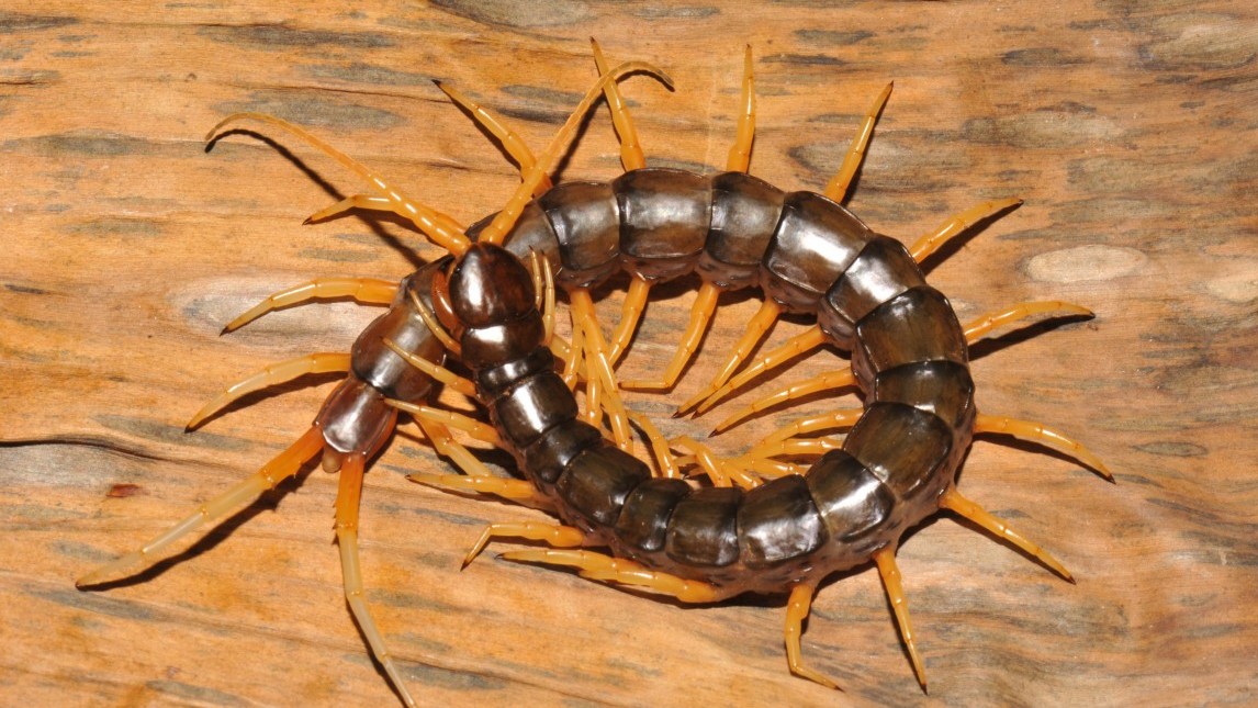 (Warut Siriwut, courtesy of Natural History Museum) 