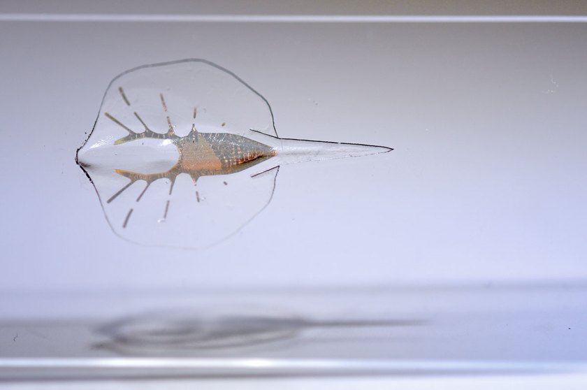 Stingray Robot