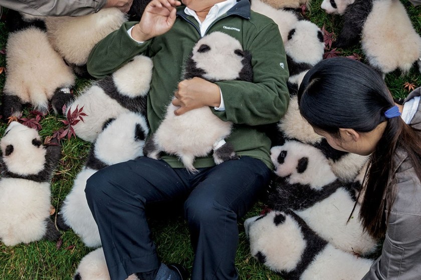 Zhang Hemin—“Papa Panda” to his staff—poses with cubs born in 2015 at Bifengxia Panda Base. “Some local people say giant pandas have magic powers,” says Zhang, who directs many of China’s panda conservation efforts. “To me, they simply represent beauty and peace.” (© Ami Vitale/National Geographic) 