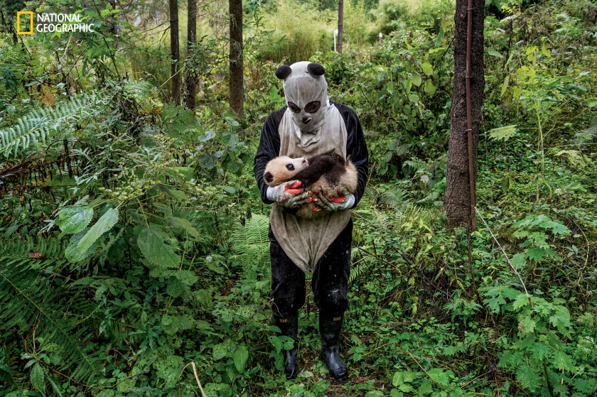 Is a panda cub fooled by a panda suit? That’s the hope at Wolong’s Hetaoping center, where captive-bred bears training for life in the wild are kept relatively sheltered from human contact, even during a rare hands-on checkup. (© Ami Vitale/National Geographic) 